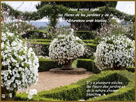 Hace varios siglos, las flores de los jardines y de la Naturaleza eran blancos Il y a plusieurs siècles, les fleurs des jardins et de la nature étaient.