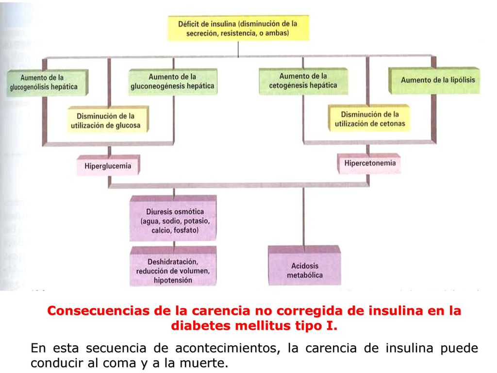 INSULINA, GLUCAGÓN y DIABETES MELLITUS - ppt descargar INSULINA, GLUCAGÓN y DIABETES MELLITUS - ppt descargar