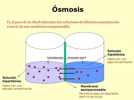 Ósmosis Es el paso de un disolvente entre dos soluciones de diferente concentración a través de una membrana semipermeable. Solución hipotónica Inicialmente.