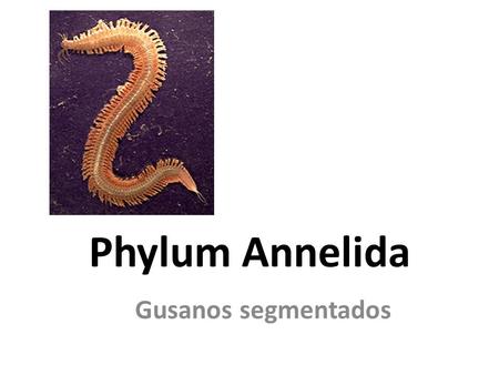 Phylum Annelida Gusanos segmentados.