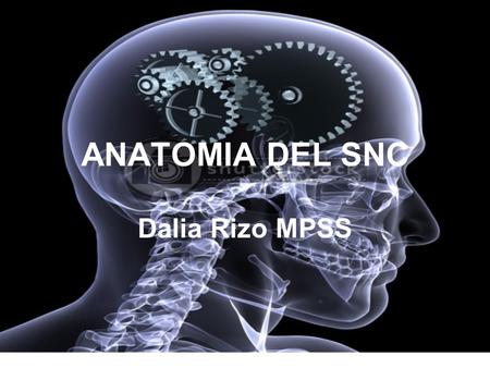 ANATOMIA DEL SNC Dalia Rizo MPSS.