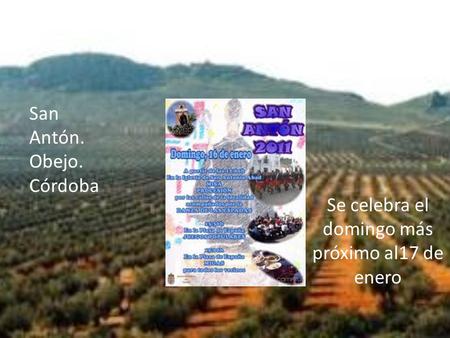 Fiestas y tradiciones relacionadas con la recogida de la aceituna Se celebra el domingo más próximo al17 de enero San Antón. Obejo. Córdoba.