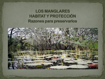 TABLA DE CONTENIDO Los manglares son ecosistemas mas completos Países megadiversos Convenio RAMSAR Pérdida de los manglares en el mundo México líder en.