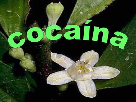 La cocaína es una droga estimulante y altamente adictiva. El polvo de clorhidrato de cocaína se puede inhalar o disolver en agua para inyectárselo. El.