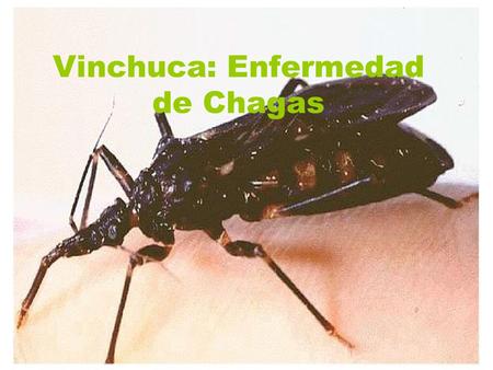Vinchuca: Enfermedad de Chagas