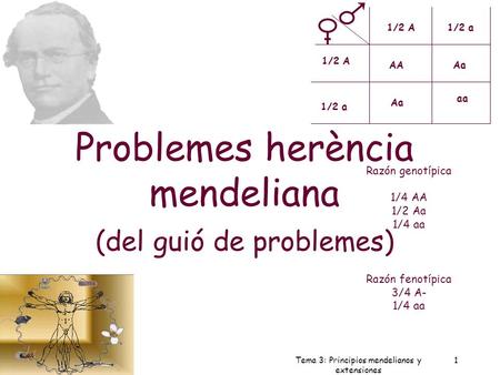 1 Dr. Antonio Barbadilla Tema 3: Principios mendelianos y extensiones 1 AAAa aa 1/2 A1/2 a 1/2 A 1/2 a Razón fenotípica 3/4 A- 1/4 aa Razón genotípica.