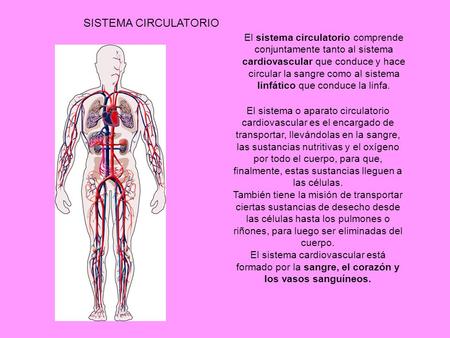 SISTEMA CIRCULATORIO El sistema circulatorio comprende conjuntamente tanto al sistema cardiovascular que conduce y hace circular la sangre como al sistema.