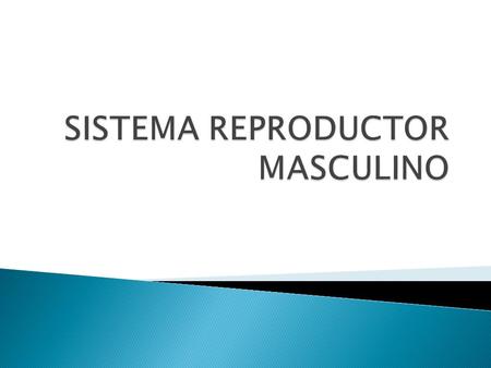 SISTEMA REPRODUCTOR MASCULINO