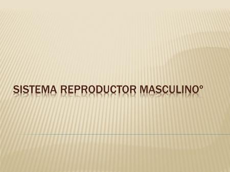 Sistema Reproductor Masculinoº