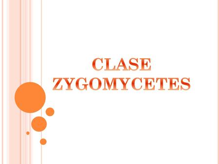 CLASE ZYGOMYCETES.