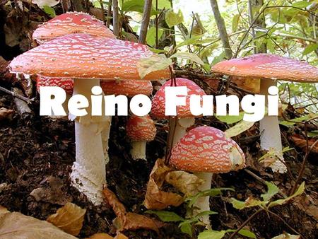 Reino Fungi.