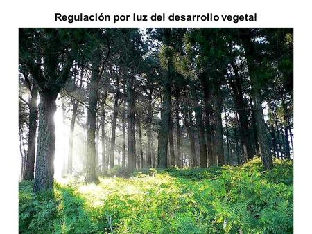 Regulación por luz del desarrollo vegetal