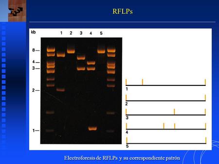 RFLPs Electroforesis de RFLPs y su correspondiente patrón.