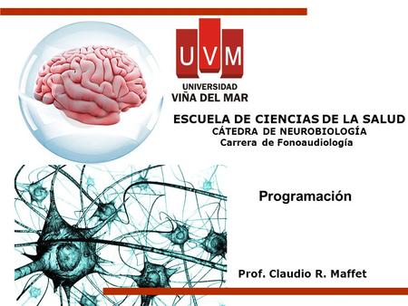 Programación Prof. Claudio R. Maffet ESCUELA DE CIENCIAS DE LA SALUD CÁTEDRA DE NEUROBIOLOGÍA Carrera de Fonoaudiología.