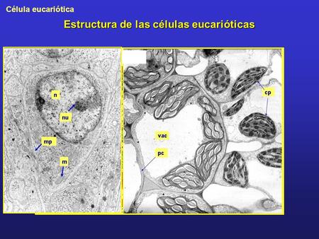 Célula eucariótica Estructura de las células eucarióticas.