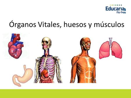Órganos Vitales, huesos y músculos