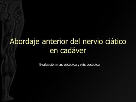 Abordaje anterior del nervio ciático en cadáver