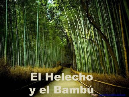 El Helecho y el Bambú Difunde ministeriojuvenilfds.jimdocomministeriojuvenilfds.jimdocom.