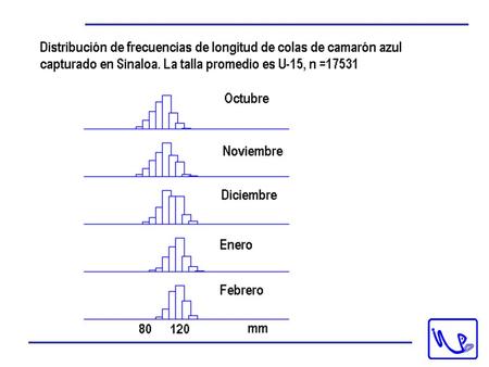 Distribución de hembras maduras de camarón azul por profundidad en Sinaloa.