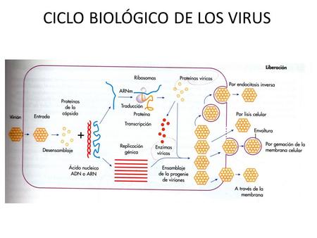 CICLO BIOLÓGICO DE LOS VIRUS