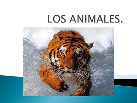 LOS ANIMALES..