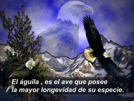 El águila, es el ave que posee la mayor longevidad de su especie.