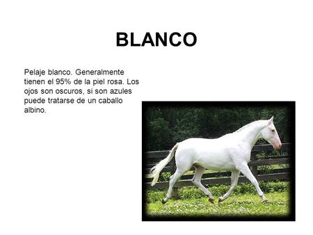 BLANCO Pelaje blanco. Generalmente tienen el 95% de la piel rosa. Los ojos son oscuros, si son azules puede tratarse de un caballo albino.