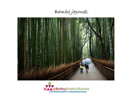 Bambú japonés..