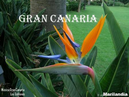 Gran canaria Música:Gran Canaria Los Gofiones Marilandia.