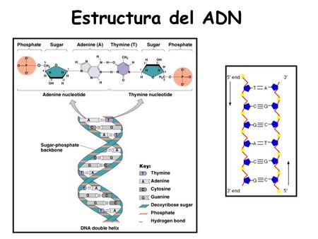 Estructura del ADN.