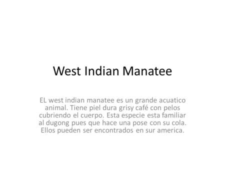 West Indian Manatee EL west indian manatee es un grande acuatico animal. Tiene piel dura grisy café con pelos cubriendo el cuerpo. Esta especie esta familiar.