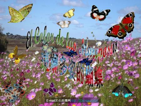 文化传播网  Como una artista sutil, la mariposa borda en el aire una filigrana de colores. Va dibujando un centenar de firuletes.