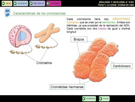 Características de los cromosomas