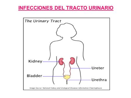 INFECCIONES DEL TRACTO URINARIO