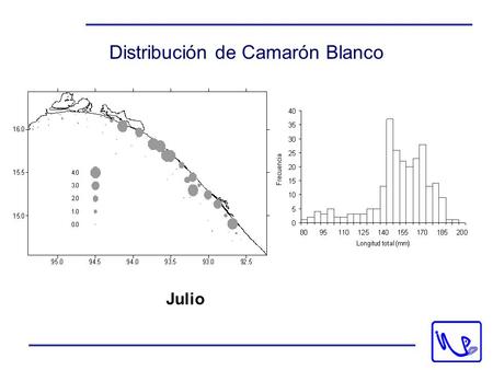 Distribución de Camarón Blanco Julio. Distribución de Camarón Café Julio.