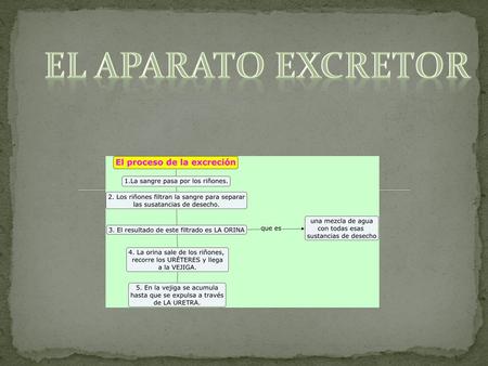 EL APARATO EXCRETOR.