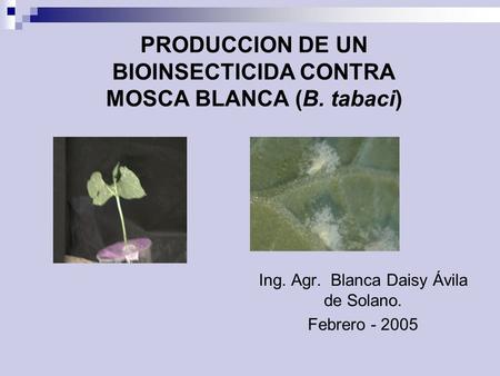 PRODUCCION DE UN BIOINSECTICIDA CONTRA MOSCA BLANCA (B. tabaci)