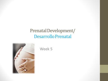 Prenatal Development/ Desarrollo Prenatal Week 5.