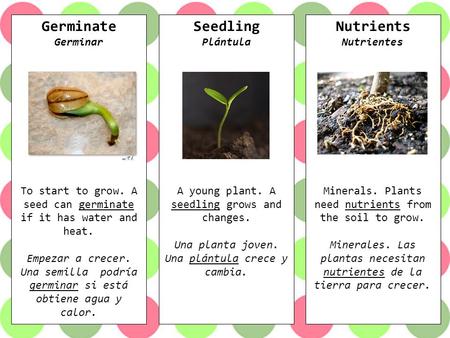 Germinate Seedling Nutrients