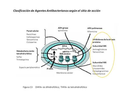 Clasificación de Agentes Antibacterianos según el sitio de acción