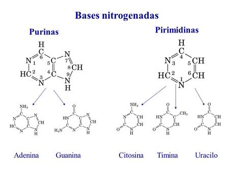 Bases nitrogenadas Pirimidinas Purinas Adenina Guanina Citosina Timina
