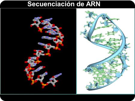 Métodos para secuenciar el ARN