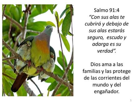 Salmo 91:4 “Con sus alas te cubrirá y debajo de sus alas estarás seguro, escudo y adarga es su verdad”. Dios ama a las familias y las protege de las.