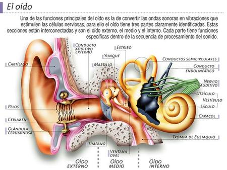 Otitis media. Otitis media Consiste en la inflamación e infección del oído medio, el cual se encuentra localizado justo detrás del tímpano. Es una.