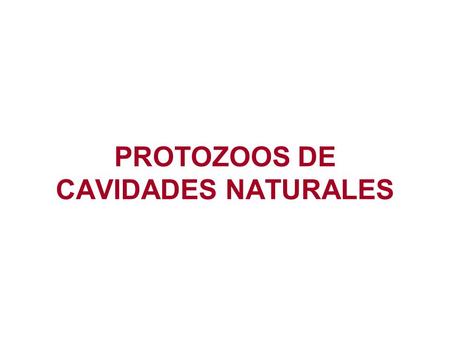 PROTOZOOS DE CAVIDADES NATURALES