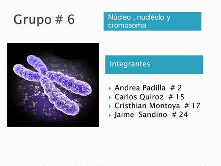 Grupo # 6 Núcleo , nucléolo y cromosoma Integrantes Andrea Padilla # 2