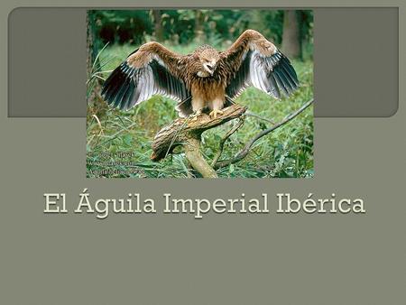  El águila imperial es un tipo de ave y es el águila segundo más grande que vive en Europa. Se clasifica como una especie en peligro de extinción  Las.