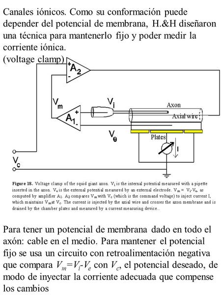 Canales iónicos. Como su conformación puede depender del potencial de membrana, H.&H diseñaron una técnica para mantenerlo fijo y poder medir la corriente.