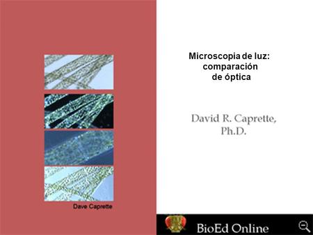 Microscopia de luz: comparación de óptica.