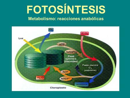 FOTOSÍNTESIS Metabolismo: reacciones anabólicas
